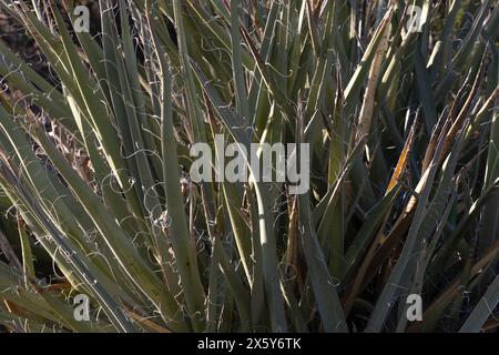 Eine abstrakte Ansicht einer hinterleuchteten Yucca-Pflanze in New Mexico. Stockfoto