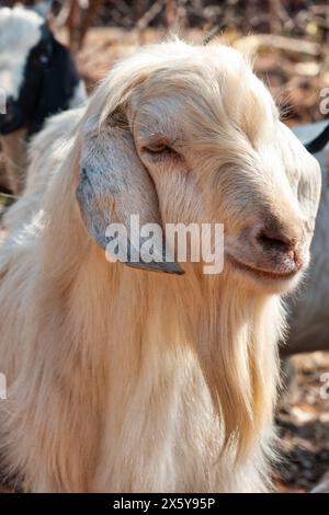 Eine afrikanische boer-Ziege im Kraal bei Sonnenuntergang Stockfoto