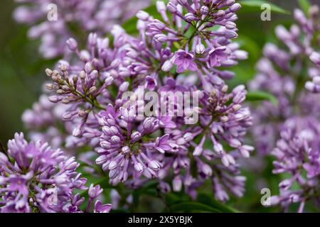 Vollbild-Makro abstrakte Textur Hintergrund von Blütenknospen und Blüten, die auf einem chinesischen Fliederstrauch auftauchen (syringa chinensis) Stockfoto