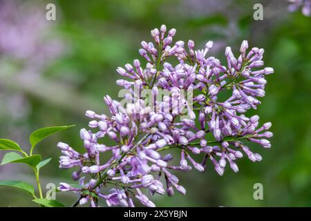 Vollbild-Makro abstrakte Textur Hintergrund von Blütenknospen und Blüten, die auf einem chinesischen Fliederstrauch auftauchen (syringa chinensis) Stockfoto