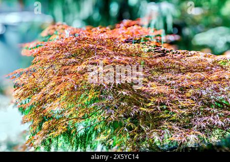Japanischer Ahorn (Acer palmatum) im Garten. Stockfoto
