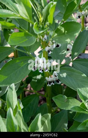 Blühende Bohnenpflanzen. Blühende Vicia Faba oder Feldbohne im Gemüsegarten im Hochbeet. Stockfoto