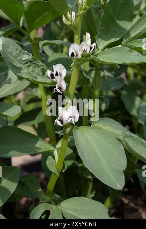 Blühende Bohnenpflanzen. Blühende Vicia Faba oder Feldbohne im Gemüsegarten im Hochbeet. Stockfoto