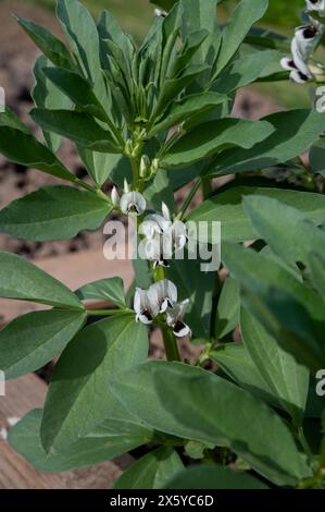 Blühende Bohnenpflanzen. Blühende Vicia Faba oder Feldbohne im Gemüsegarten im Hochbeet. Stockfoto