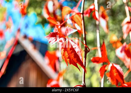Rote Blätter von Wildtrauben (Parthenocissus quinquefolia) Stockfoto