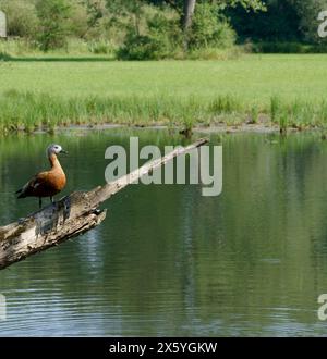 Ruddy Shelduck bzw. Tadorna ferruginea im Naturschutzgebiet Urdenbacher Kämpe, Alter Rhein, Rheinaue, Deutschland Stockfoto