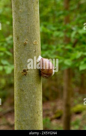 Römische Schnecke oder Burgunderschnecke bzw. Helix pomatia an dünnem Baumstamm nach starkem Regen, Niederrhein, Deutschland Stockfoto