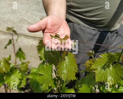 Nahaufnahme der Hände eines Winzers oder Weinbauers, der die Weinlese kontrolliert. Männerhände und Weinstock. Junge Triebe von Trauben mit Blütenstand und s Stockfoto