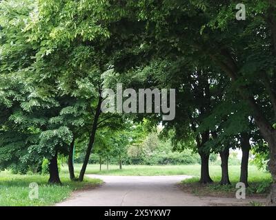 Lindenwald. Die Straße im Stadtpark. Frühlingslandschaft. Gemütliches, wunderschönes Hotel. Laubbäume mit Stämmen. Serbien, Fruska Mountain. Die Art von Stockfoto