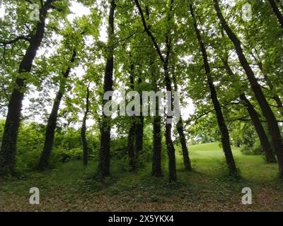 Laubwald. Subtropisches oder gemäßigtes kontinentales Klima. Kriecher auf Baumstämmen. Dicke dunkle Baumstämme. Parasitäre Pflanzen umschlossen einen anderen Plan Stockfoto