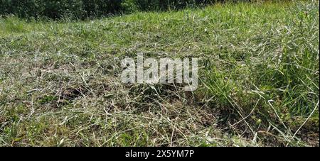 Hanglage mit gemähtem Gras. Städtische Wirtschaft. Rasenmähen. Das Gras verwelkte und wurde zu Heu. Stockfoto