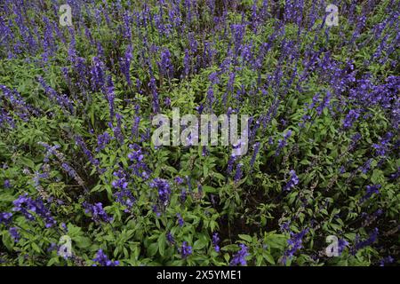 Blühende Blaue Salvia (Mealy Cup Salbei) wachsen auf dem Feld Stockfoto