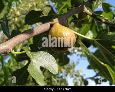 Feigen auf einem Zweig. Mehrere Früchte, die zur Ernte und zum Verzehr bereit sind. Gartenpflanzen. Reife Feige in einem Garten oder Bauernhof, die an einem Baumzweig hängt. Stockfoto