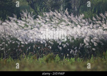 Weiche weiße Schilfblumen flattern mit dem Wind, Sonnenlicht scheint, was ein wunderschönes Randlicht erzeugt Stockfoto