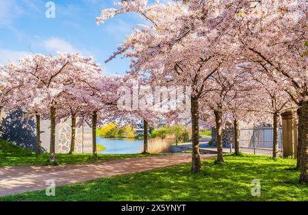 Wunderschöne Kirschblüten im Langelinie Park in Kopenhagen, Dänemark Stockfoto