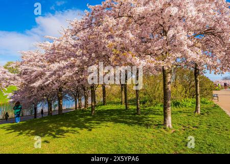 KOPENHAGEN, DÄNEMARK - 17. APRIL 2024: Schöne Kirschblüten im Langelinie Park in der Nähe der St. Alban Kirche und Kastellet in Kopenhagen, Dänemark Stockfoto
