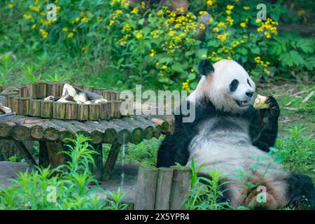 Chongqing, China. Mai 2024. Ein riesiger Panda isst am 12. Mai 2024 im Chongqing Zoo in Chongqing, China. (Foto: Costfoto/NurPhoto) Credit: NurPhoto SRL/Alamy Live News Stockfoto