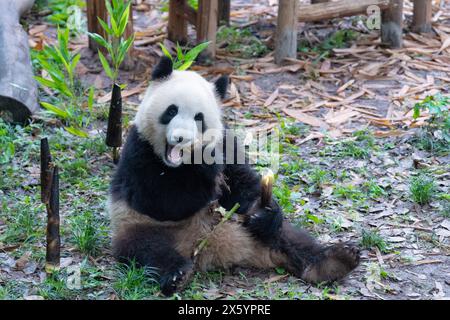 Chongqing, China. Mai 2024. Ein riesiger Panda isst am 12. Mai 2024 im Chongqing Zoo in Chongqing, China. (Foto: Costfoto/NurPhoto) Credit: NurPhoto SRL/Alamy Live News Stockfoto