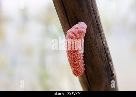 Frische goldene Apfelschneckeneier auf dem Wald im Fluss. Rosafarbene Eier von Süßwasserschnecke. Stockfoto