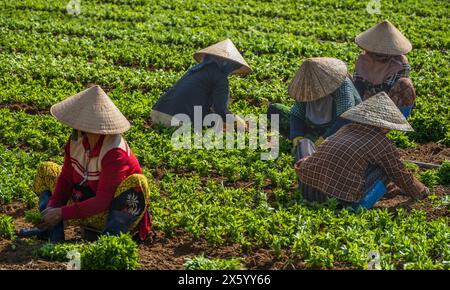 Vietnamesische Frauen arbeiten im Feldgarten und Pflanzen Gemüse an einem sonnigen Tag zusammen. Hausgemachtes Gemüse. Bio-Garten. Stockfoto