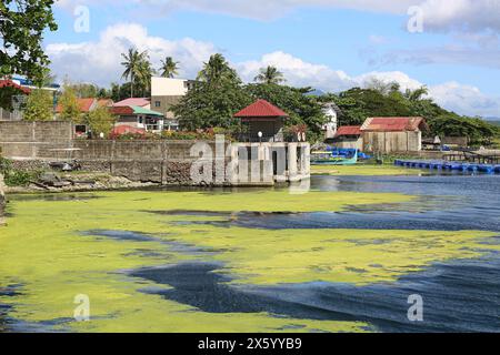 Talisay, Philippinen. 11. Mai 2024: Eutrophierung und fluoreszierende grüne Algen am Taal-Vulkan-See, da das südostasiatische Land eine der heißesten Hitzewellen und längsten Dürren erlebt, die durch El Nino verursacht werden. Der Wärmeindex stieg in einigen Provinzen auf 53 Grad Celsius, was erhebliche Auswirkungen auf Vegetation und Biodiversität hatte. Die Eutrophierung von Seen wird aufgrund des übermäßigen anthropogenen Nährstoffeinsatzes von Düngemitteln, Aquakultur und Verschmutzung zu einer zunehmenden Bedrohung. Die seit 1980 in den Seen der Welt beobachteten Sauerstoffverluste sind drei- bis neunmal schneller als in den Ozeanen. Quelle: Kevin Izorce/Alamy Live News Stockfoto