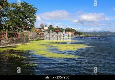 Talisay, Philippinen. 11. Mai 2024: Eutrophierung und fluoreszierende grüne Algen am Taal-Vulkan-See, da das südostasiatische Land eine der heißesten Hitzewellen und längsten Dürren erlebt, die durch El Nino verursacht werden. Der Wärmeindex stieg in einigen Provinzen auf 53 Grad Celsius, was erhebliche Auswirkungen auf Vegetation und Biodiversität hatte. Die Eutrophierung von Seen wird aufgrund des übermäßigen anthropogenen Nährstoffeinsatzes von Düngemitteln, Aquakultur und Verschmutzung zu einer zunehmenden Bedrohung. Die seit 1980 in den Seen der Welt beobachteten Sauerstoffverluste sind drei- bis neunmal schneller als in den Ozeanen. Quelle: Kevin Izorce/Alamy Live News Stockfoto