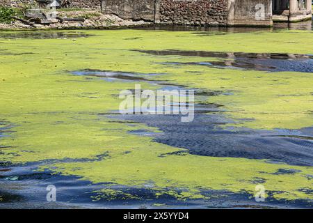 Talisay, Philippinen. 11. Mai 2024: Eutrophierung und fluoreszierende grüne Algen am Taal-Vulkan-See, da das südostasiatische Land eine der heißesten Hitzewellen und längsten Dürren erlebt, die durch El Nino verursacht werden. Der Wärmeindex stieg in einigen Provinzen auf 53 Grad Celsius, was erhebliche Auswirkungen auf Vegetation und Biodiversität hatte. Die Eutrophierung von Seen wird aufgrund des übermäßigen anthropogenen Nährstoffeinsatzes von Düngemitteln, Aquakultur und Verschmutzung zu einer zunehmenden Bedrohung. Die seit 1980 in den Seen der Welt beobachteten Sauerstoffverluste sind drei- bis neunmal schneller als in den Ozeanen. Quelle: Kevin Izorce/Alamy Live News Stockfoto