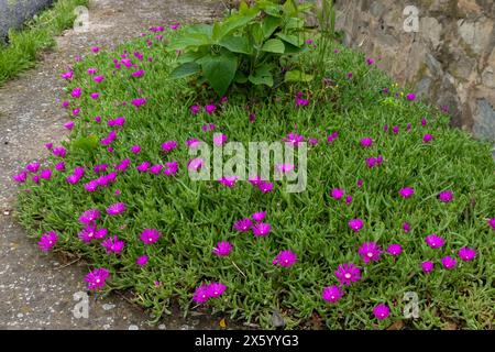 Hardy Ice Plant, Delosperma cooperi Stockfoto