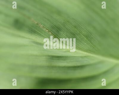 Abstrakt gestreifter grüner natürlicher Hintergrund, Details zu Bananenblatt oder Hosta. Vintage-Ton mit weichem Fokus. Pflanzblatt Nahaufnahme Stockfoto