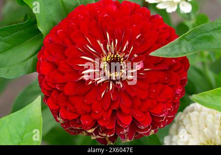 Große rote Zinnienblume in einem Blumenbeet im Garten. Stockfoto