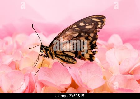 Tropischer Schmetterling, der auf einem wunderschönen rosa Blumenhintergrund sitzt. Stockfoto