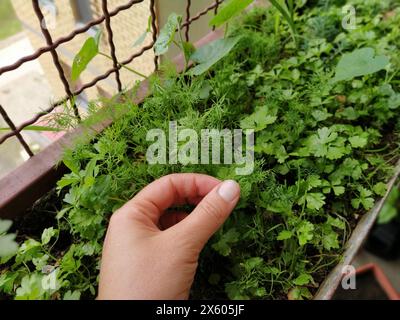 Petersilie oder GartenPetersilie Petroselinum crispum ist eine Art blühender Pflanze aus der Familie der Apiaceae. Ein junger Schuss frischer grüner Petersilie oder Sellerie, Stockfoto