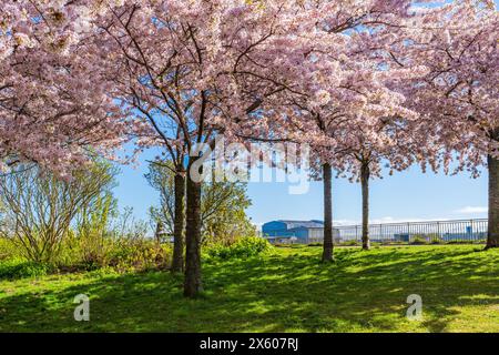 Wunderschöne Kirschblüten im Langelinie Park in Kopenhagen, Dänemark Stockfoto