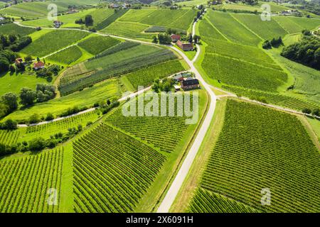 Malerische Weinberge im Weinanbaugebiet Jeruzalem in Ostslowenien. Stockfoto