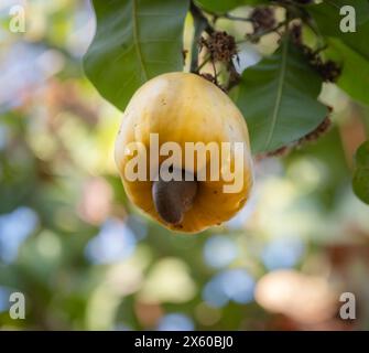 Gelbe Cashewfrucht auf dem Baum. Bio-Früchte, der Cashew-Nuss-Baum. Tropischer immergrüner Baum, der Cashewkerne und Cashewapfel produziert. Stockfoto