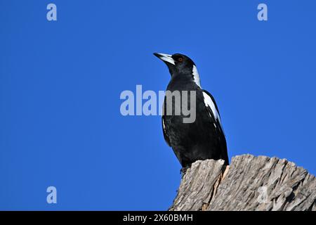 Seitenansicht einer australischen Elster, deren Schnabel nach oben zeigt, während der Vogel auf einem Baumstumpf sitzt Stockfoto