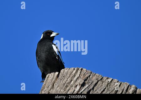 Australische Elster, die auf einem Baumstumpf thront, mit nach rechts gedrehtem Kopf Stockfoto