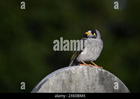 Lauter Minenvogel auf einem Steindenkmal mit dem Kopf nach links gedreht Stockfoto