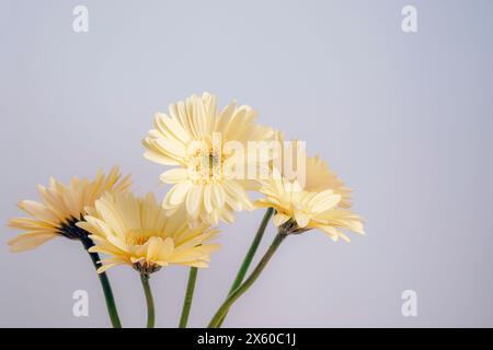 Ein Haufen von gerbera Gänseblümchen gelben Blumen auf weißem Hintergrund. Sommerkonzept. Stockfoto