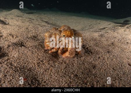 Einsiedlerkrabbe im Roten Meer farbenfroh und schön, Eilat Israel Stockfoto