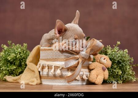 Niedliches New Shade Isabella Tan französischer Bulldog Hund Welpe sitzt in Box mit Boho Stil Dekoration und Teddybär vor braunem Hintergrund Stockfoto