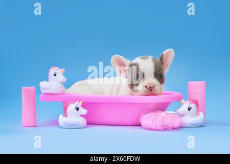 Niedlicher französischer Bulldog Hund Welpe in rosa Badewanne mit Einhorngummi Enten auf blauem Hintergrund Stockfoto