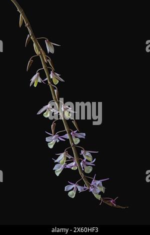 Nahaufnahme von cremeweißen und lila rosa Blüten und Knospen von tropischen epiphytischen Orchideenarten dendrobium aphyllum isoliert auf schwarzem Hintergrund Stockfoto