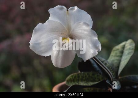 Nahaufnahme der Topf Dame Slipper Orchideenart paphiopedilum niveum weiße Blume blüht draußen isoliert auf natürlichem Hintergrund Stockfoto