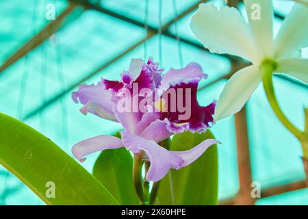 Nahaufnahme der violetten Orchideenblüte im Garten Stockfoto