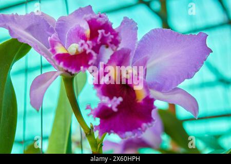 Nahaufnahme der violetten Orchideenblüte im Garten Stockfoto