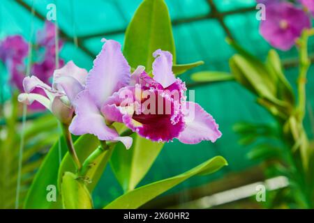 Nahaufnahme der violetten Orchideenblüte im Garten Stockfoto