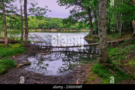 Ein gefallener, verwelkter Baumstamm liegt am Ufer des Yonko-Sees im Shiretoko Goko-Nationalpark im Osten von Hokkaido, Japan. Stockfoto