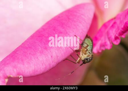 Kleine Käfer auf einem rosa Rose-Nahlook. Stockfoto
