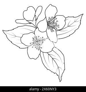 Blühender Jasmin, Linienart Philadelphus jungfräulich, botanische Vektor-Illustration. Frühlings-Jasminblüten-Zweig-Umriss, Malbuch-Seite. Stock Vektor